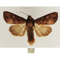 /filer/webapps/moths/media/images/D/dipterigidia_Apospasta_AM_TMSA_01.jpg