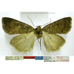 /filer/webapps/moths/media/images/F/fraus_Athetis_HT_TMSA.jpg