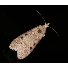 /filer/webapps/moths/media/images/P/planalis_Lamoria_A_Roland_01.jpg