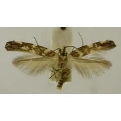 /filer/webapps/moths/media/images/P/pentagama_Eteobalea_HT846_TMSA_01.jpg