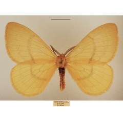/filer/webapps/moths/media/images/F/flava_Camerunia_AM_TMSA_01.jpg