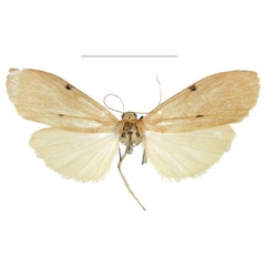 /filer/webapps/moths/media/images/T/tchibozo_Archithosia_HT_MSNS.jpg