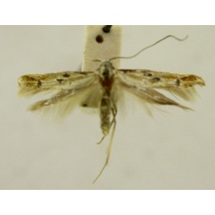 /filer/webapps/moths/media/images/D/discosema_Axiarcha_HT2479_TMSA_01.jpg