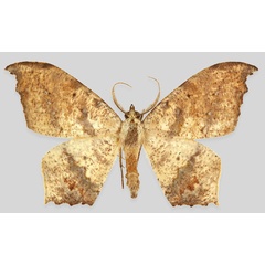 /filer/webapps/moths/media/images/F/flaccida_Mesothisa_AM_ZSMa.jpg