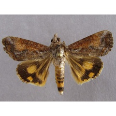 /filer/webapps/moths/media/images/P/plumicornis_Hypocala_A_Baron_01.jpg