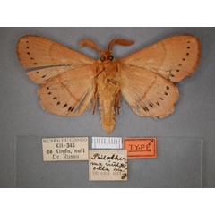 /filer/webapps/moths/media/images/V/vulpecula_Philotherma_HT_RMCA_02.jpg