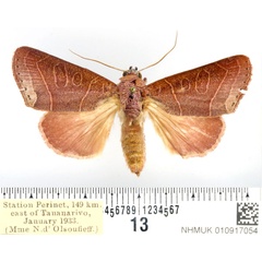 /filer/webapps/moths/media/images/R/remyi_Diadocis_AF_BMNH_03.jpg