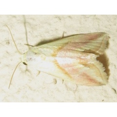 /filer/webapps/moths/media/images/F/flavida_Eublemma_A_Sydes.jpg
