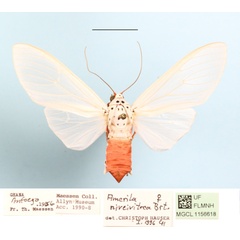 /filer/webapps/moths/media/images/N/niveivitrea_Amerila_A_MGCLa_02.JPG