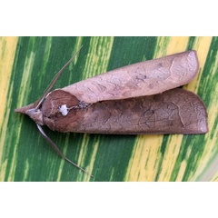 /filer/webapps/moths/media/images/O/ornithopotis_Hemiceratoides_A_Akiteb.jpg