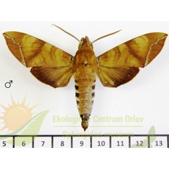 /filer/webapps/moths/media/images/L/leighi_Nephele_AM_SMCR_01.jpg