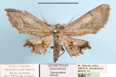 Sesquialtera ridicula