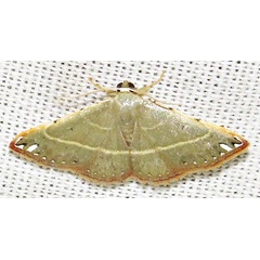 /filer/webapps/moths/media/images/M/macropolia_Corgatha_A_Braun_04.jpg