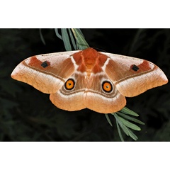 /filer/webapps/moths/media/images/A/alcinoe_Bunaea_A_Roland_01_Q8WkWci.jpg