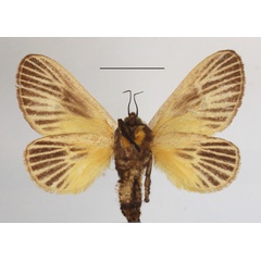 /filer/webapps/moths/media/images/C/colini_Latoia_A_MGCLb_01.JPG