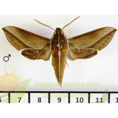 /filer/webapps/moths/media/images/G/griveaudi_Hippotion_AM_SMCR.jpg