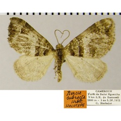 /filer/webapps/moths/media/images/S/subrecta_Piercia_HT_ZSMa.jpg