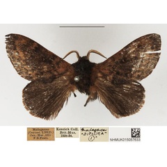/filer/webapps/moths/media/images/C/cleptis_Endacantha_AM_NHMUK.jpg