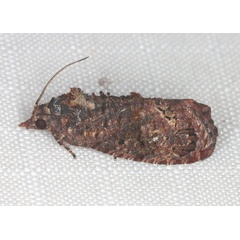 /filer/webapps/moths/media/images/L/leucotreta_Thaumatotibia_A_Heyns_02.jpg