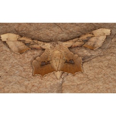 /filer/webapps/moths/media/images/D/dentataria_Coenina_A_Roland_04.jpg