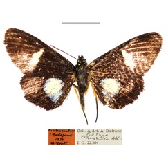 /filer/webapps/moths/media/images/M/micropales_Rothia_AM_RBINSa.jpg