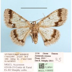 /filer/webapps/moths/media/images/E/eroessa_Zamarada_A_MGCLa_02.JPG