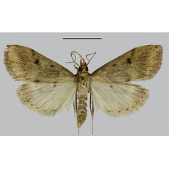 /filer/webapps/moths/media/images/K/kirinyaga_Udea_HT_NHMO.jpg