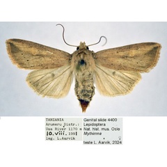 /filer/webapps/moths/media/images/E/evoei_Mythimna_AF_NHMO_yX9rDZn.jpg