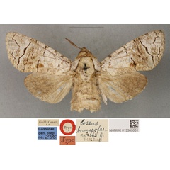 /filer/webapps/moths/media/images/B/brunneofasciatus_Cossus_HT_BMNH.jpg