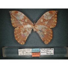 /filer/webapps/moths/media/images/A/aurata_Pselaphelia_AT_RMCA_01.jpg