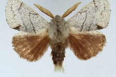Chionodiptera nivea