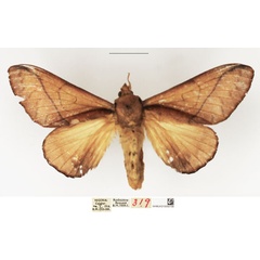 /filer/webapps/moths/media/images/S/sjostedti_Stoermeriana_AF_NHMUK.jpg