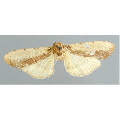 /filer/webapps/moths/media/images/P/paucinotata_Scrancia_HT_RMCA.jpg