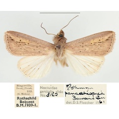 /filer/webapps/moths/media/images/U/umbrigera_Mythimna_AM_BMNH_01.jpg