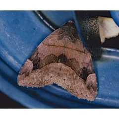 /filer/webapps/moths/media/images/P/proxima_Dysgonia_A_Roland_01.jpg