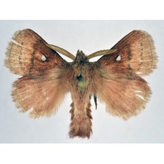 /filer/webapps/moths/media/images/R/reducta_Euwallengrenia_AM_NHMO_02.jpg