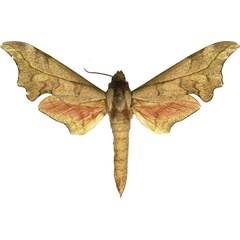 /filer/webapps/moths/media/images/I/illustris_Phylloxiphia_AM_MCJM.jpg
