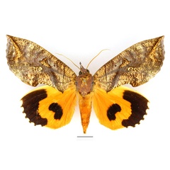 /filer/webapps/moths/media/images/E/euryzona_Eudocima_AM_Basquin_01.jpg