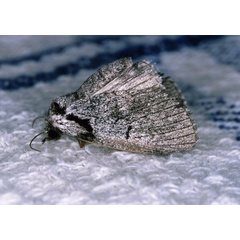 /filer/webapps/moths/media/images/B/basifascia_Procrateria_A_Roland_11.jpg
