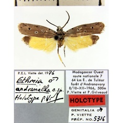 /filer/webapps/moths/media/images/A/andranella_Ethmia_HT_MNHN.jpg