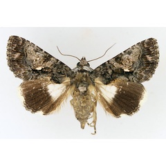 /filer/webapps/moths/media/images/I/iridocosma_Aedia_AF_TMSA_02.jpg