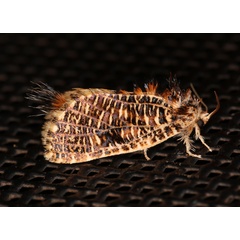 /filer/webapps/moths/media/images/N/narses_Salagena_A_Roland_01.jpg