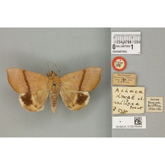 /filer/webapps/moths/media/images/D/dmoe_Achaea_ST_BMNH_02a.jpg