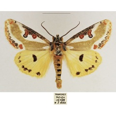 /filer/webapps/moths/media/images/C/capensis_Ovios_AM_TMSA_02.jpg