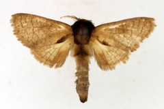 Lebedodes castanea