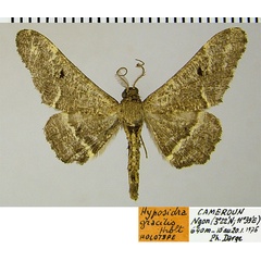 /filer/webapps/moths/media/images/G/gracilis_Hyposidra_HT_ZSMa.jpg
