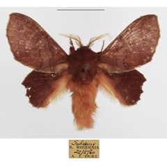 /filer/webapps/moths/media/images/M/marshalli_Stenophatna_AM_TMSA_01.jpg