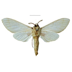 /filer/webapps/moths/media/images/T/tsumeb_Neoclanis_HT_ZSMb.jpg