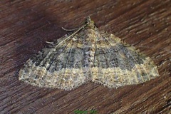Xanthorhoe malgassa