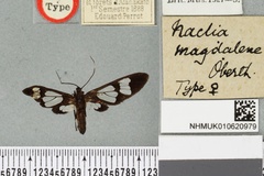Vitronaclia magdalene